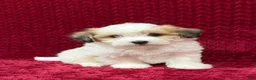 Teddy Bear dogs for sale: Nate - Ad 1