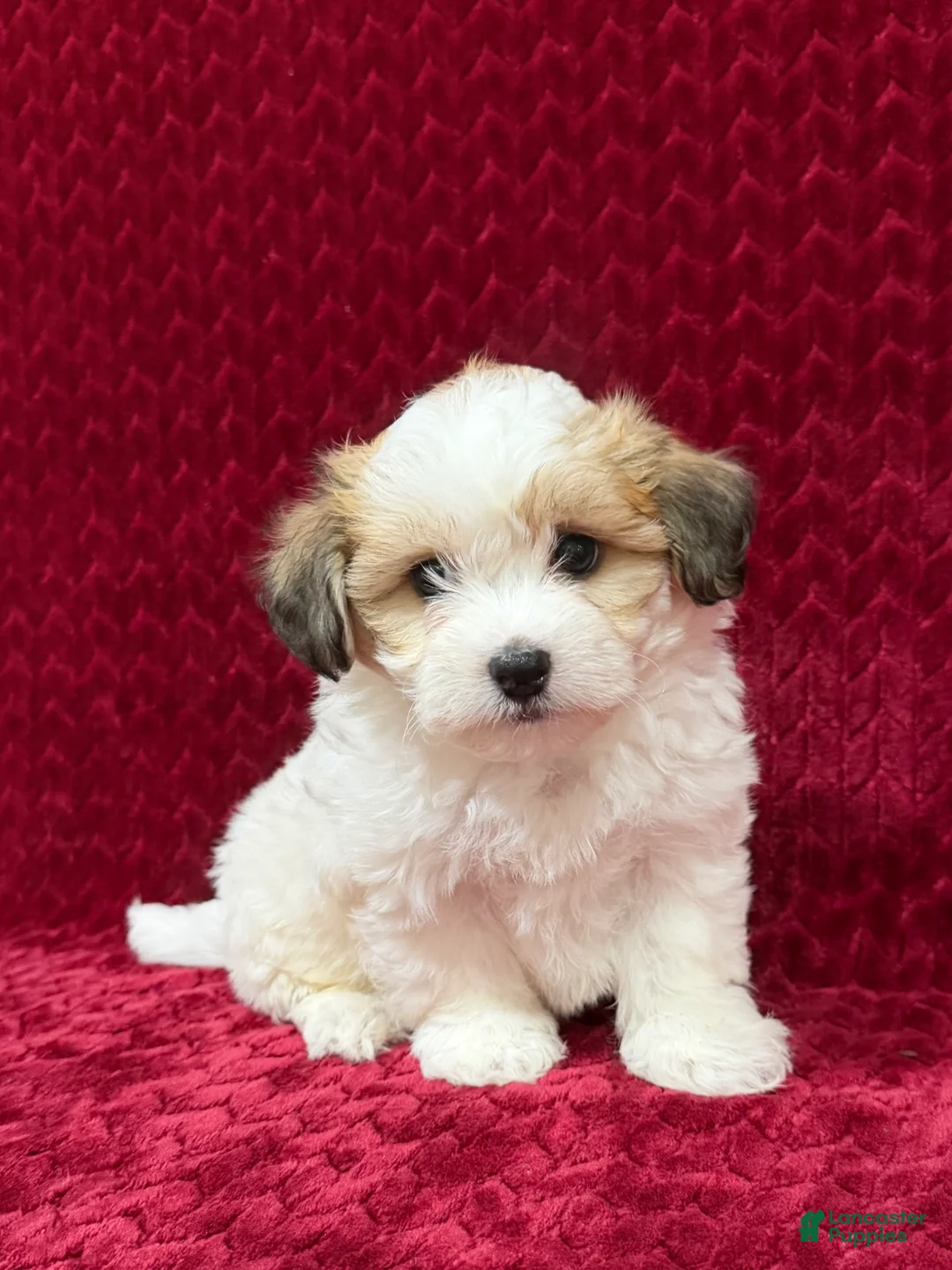 Teddy Bear dogs for sale: Nate - Ad 1