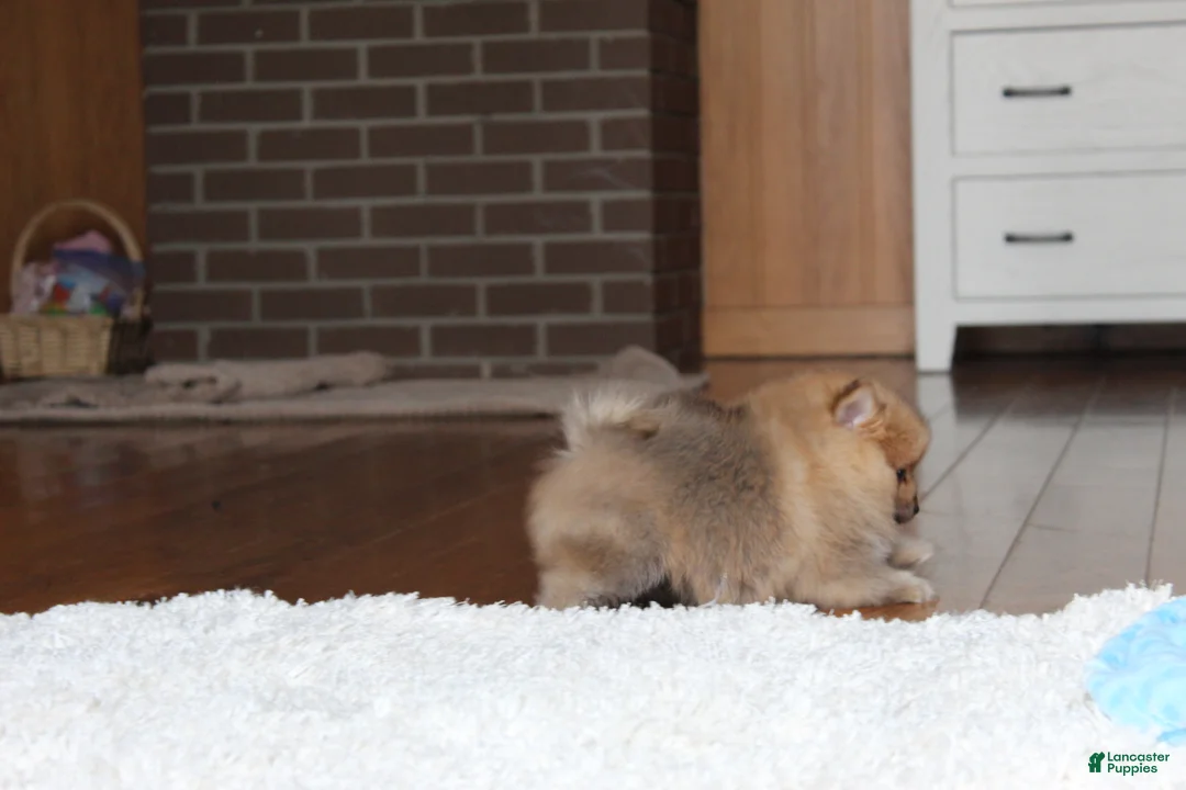 Pomeranian dogs for sale: Kody - Ad 5