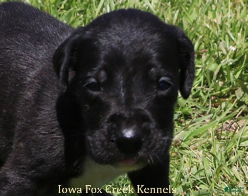 Great Dane dogs Maya - Ad 5