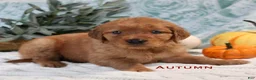 Golden Retriever dogs for sale: Autumn - Ad 10