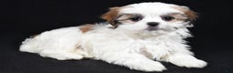 Malshi dogs for sale: Kathy - Ad 2