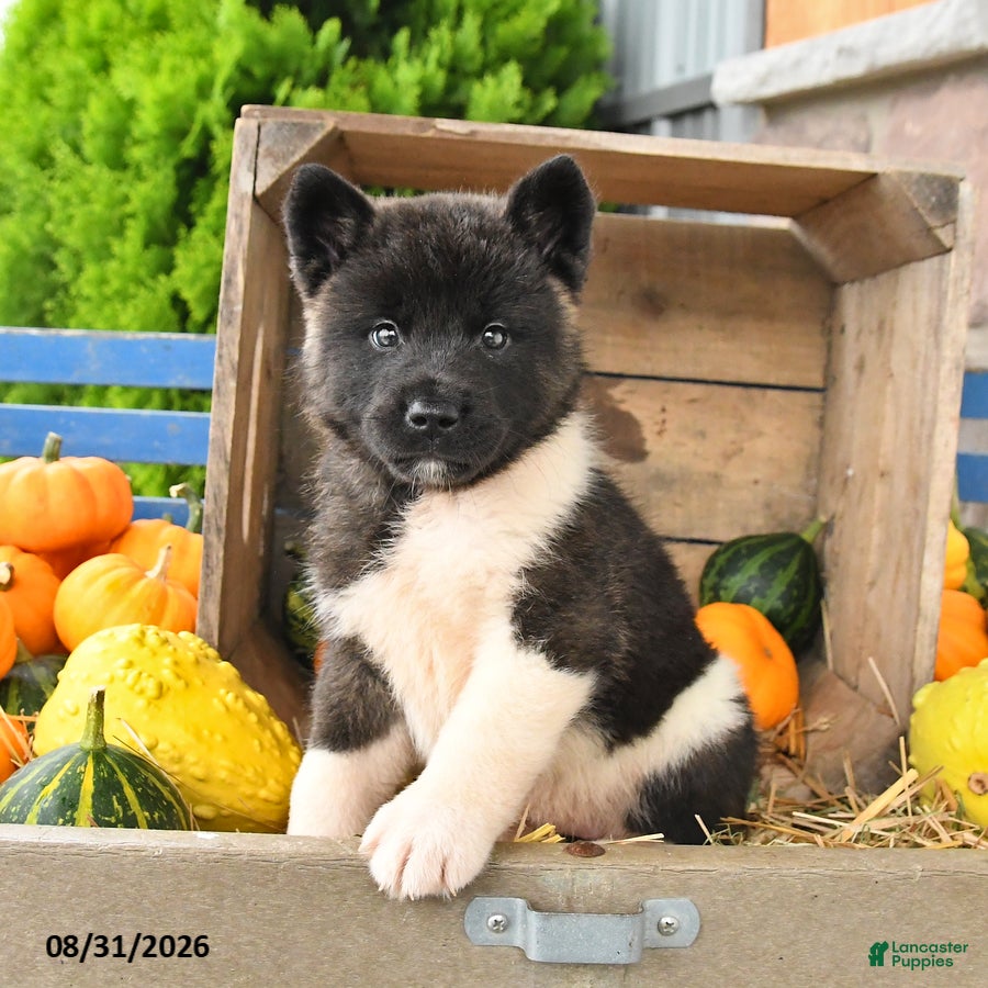 Akita dogs Nora - Ad 1