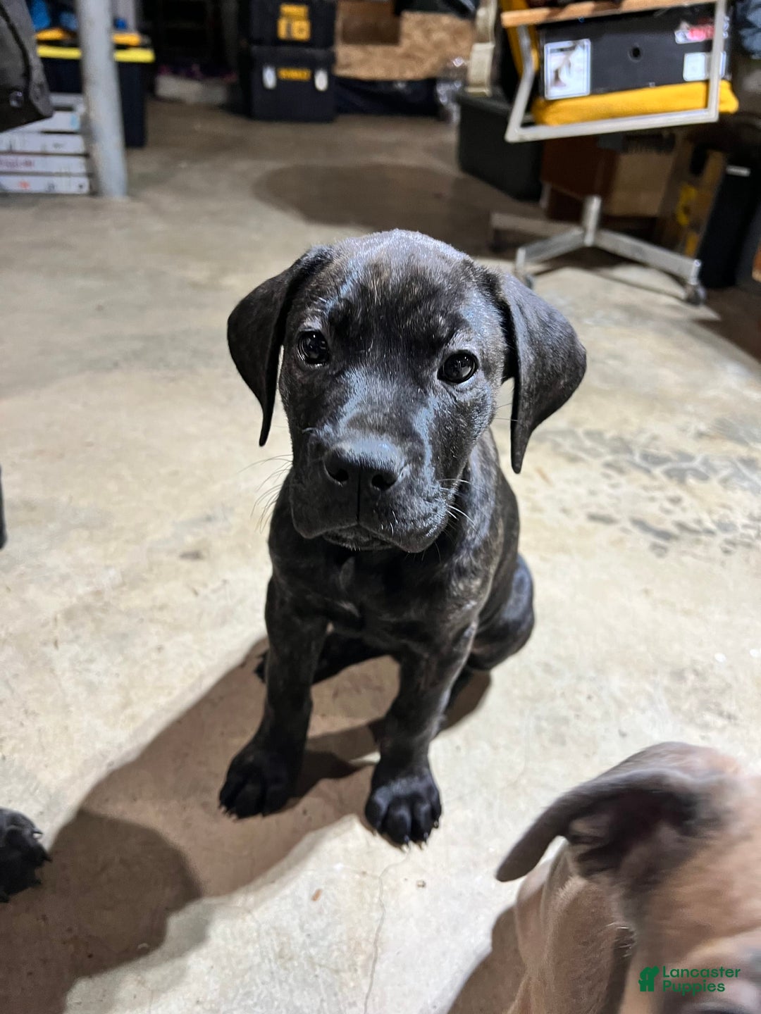 Gallery Image {{count}}