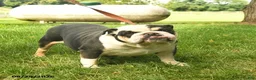 English Bulldog dogs for sale: Sadie Mae  - Ad 3