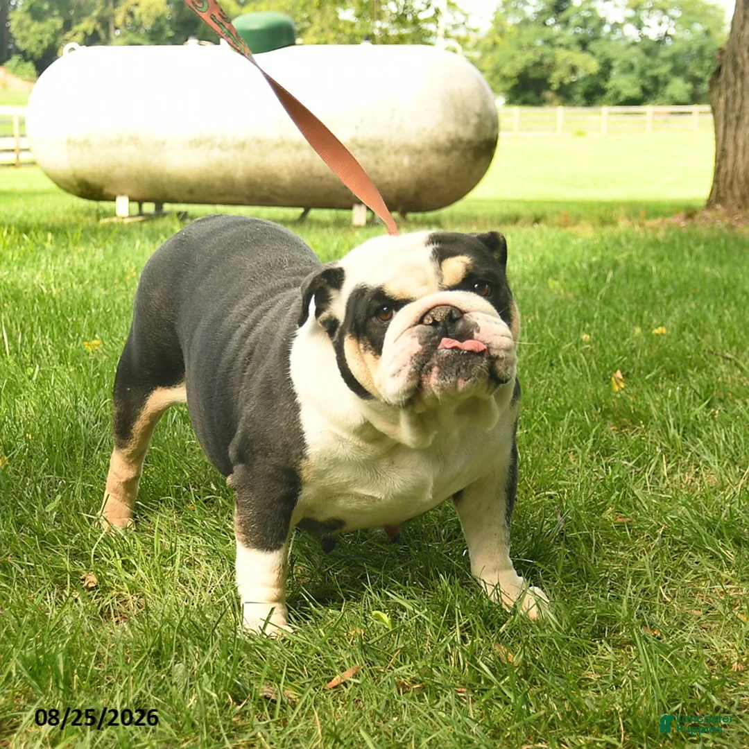 English Bulldog dogs for sale: Sadie Mae  - Ad 3