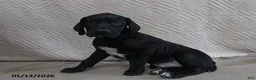 German Shorthaired Pointer dogs for sale: Nicholas - Ad 2
