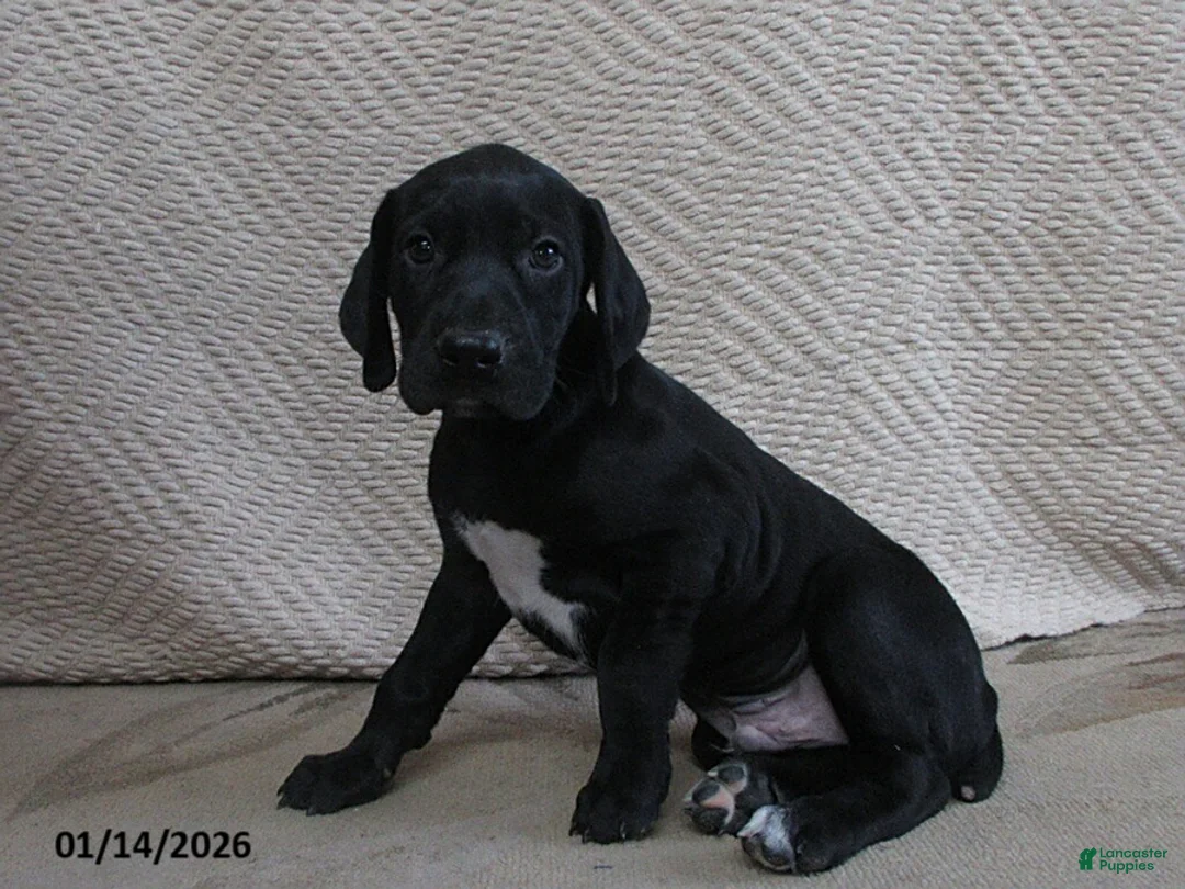 German Shorthaired Pointer dogs for sale: Nicholas - Ad 2