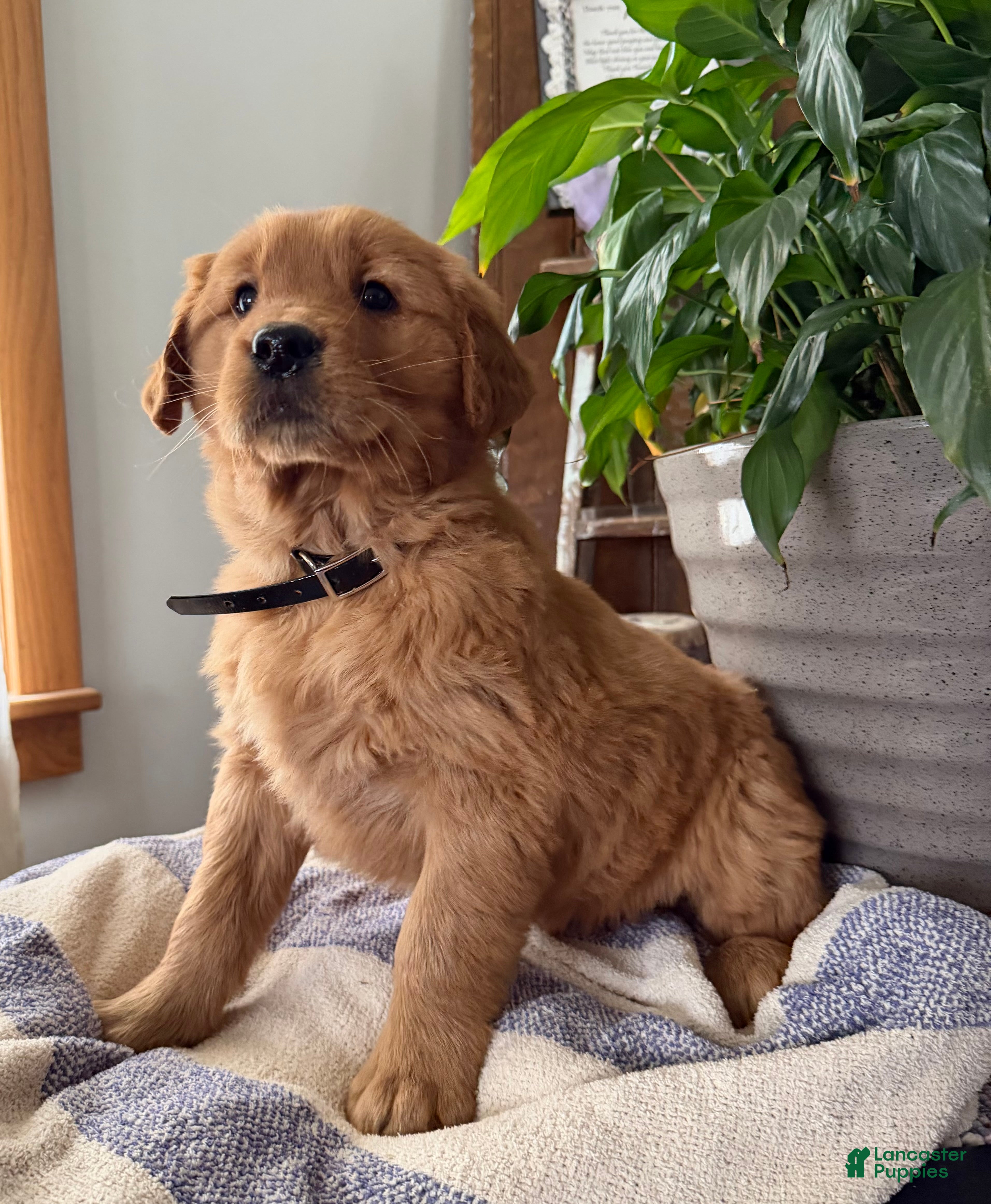 Golden Retriever dogs Baxter - Ad 2