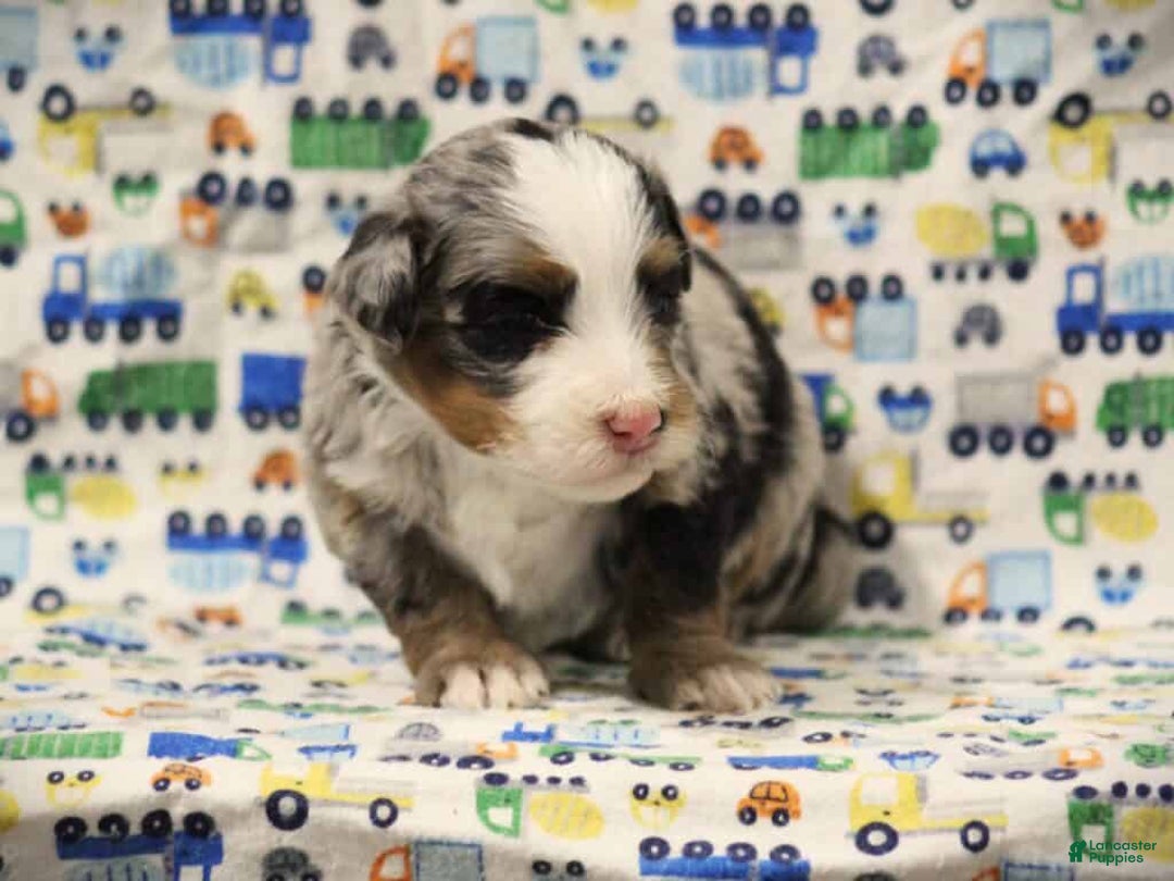 Mini Bernedoodle dogs for sale: Samson - Ad 3