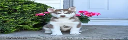 Pomsky dogs for sale: Rosie - Ad 3