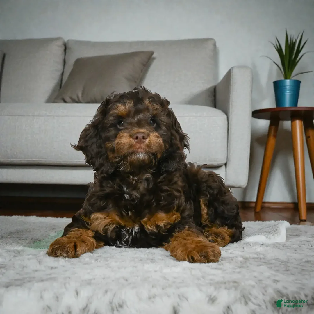 Cockapoo dogs for sale: hunter - Ad 4