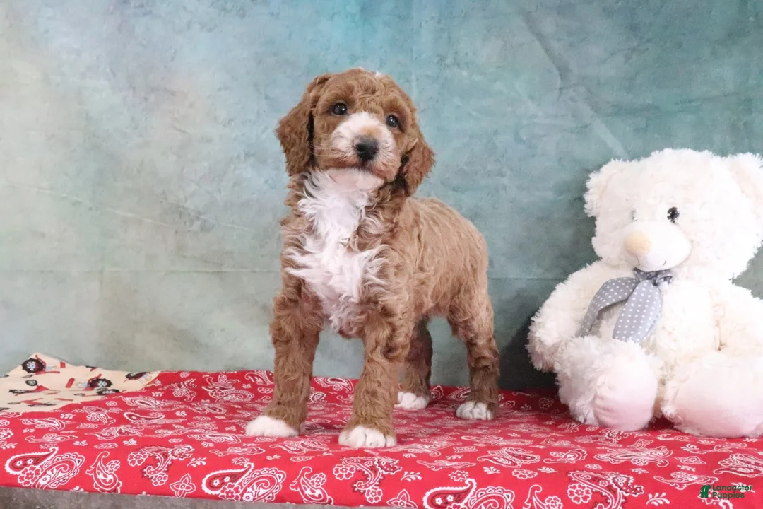 Mini Goldendoodle dogs for sale: Sillas - Ad 1