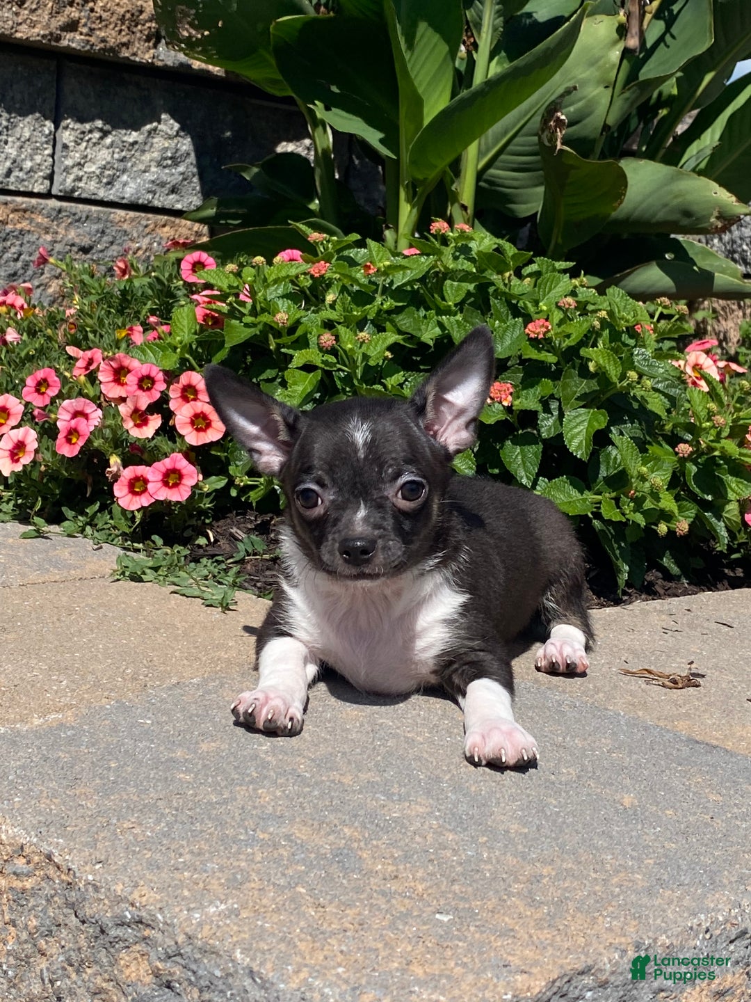 Chihuahua dogs for sale: Flanagan  - Ad 5