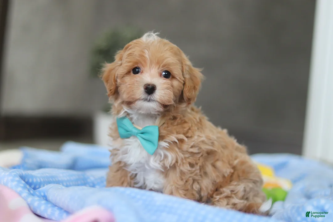 Havapoo dogs for sale: Beau - Ad 3