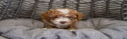 Cockapoo dogs for sale: Nala - Ad 2
