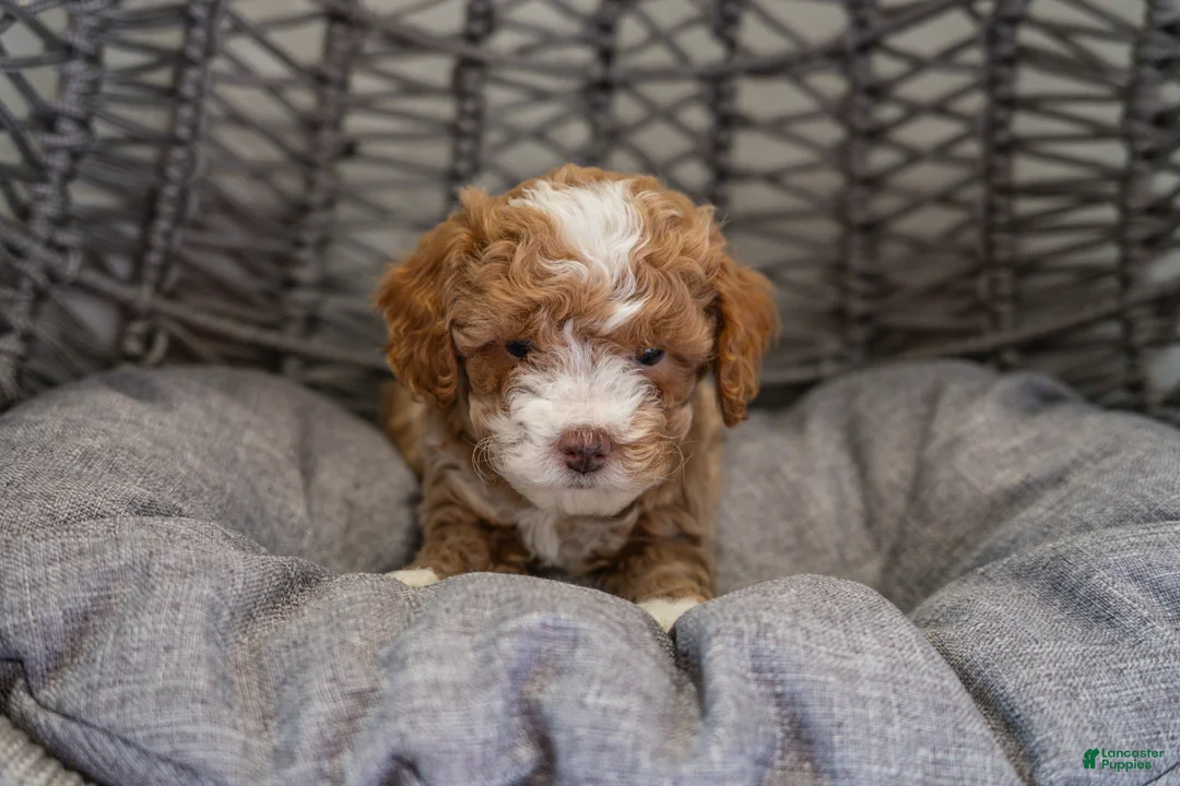 Cockapoo dogs for sale: Nala - Ad 2