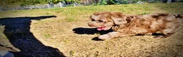 Havapoo dogs for sale: Porsha - Ad 17
