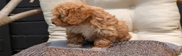 Havapoo dogs for sale: Bella - Ad 7
