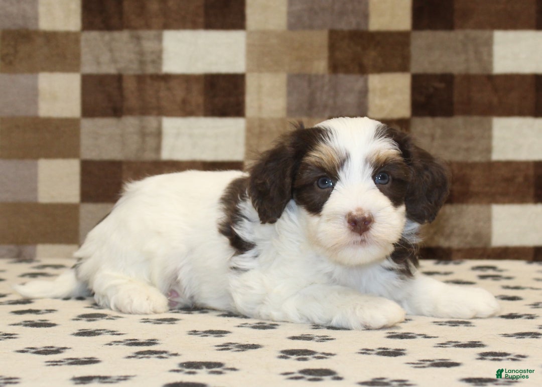 Mini Bernedoodle dogs for sale: Alex - Ad 2