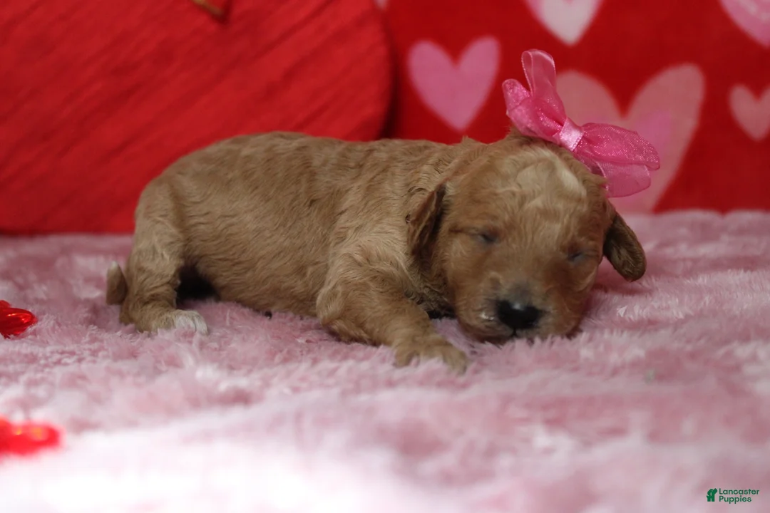 Goldendoodle dogs for sale: Shasta  - Ad 2