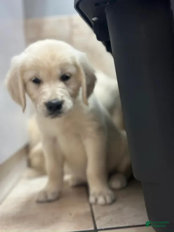Golden Retriever dogs Bingo - Ad 2
