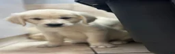 Golden Retriever dogs for sale: Bingo - Ad 2