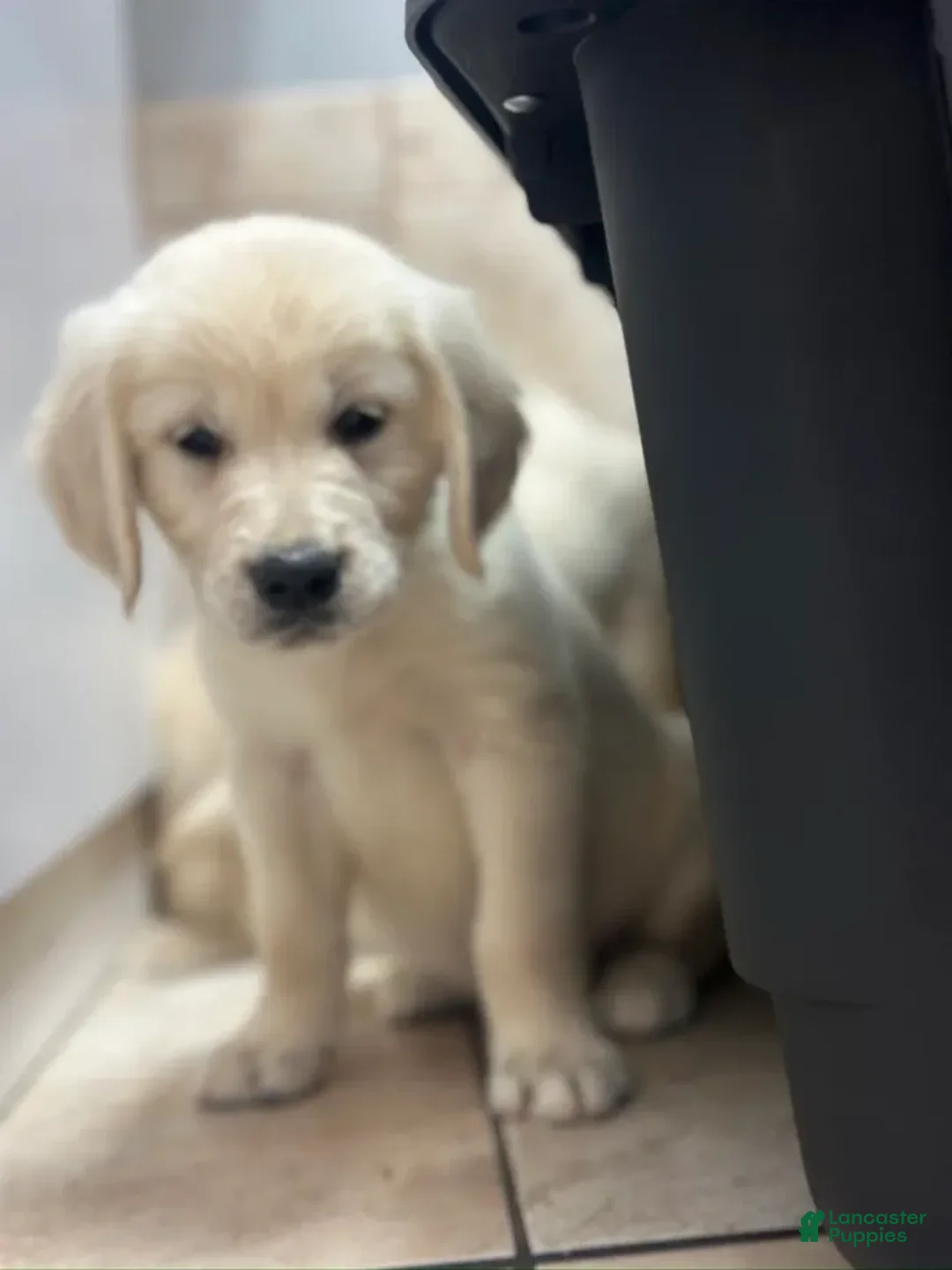 Golden Retriever dogs for sale: Bingo - Ad 2