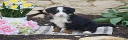 Bernese Mountain Dog dogs for sale: Syrus - Ad 1