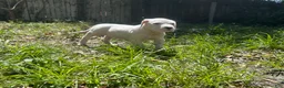 Dogo Argentino dogs for sale: Dogo Argentino Zoe - Ad 2