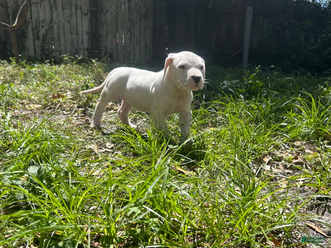 Dogo Argentino dogs for sale: Dogo Argentino Zoe - Ad 2