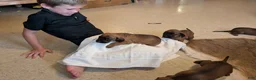 Other breed dogs for sale: Bavarian Mountain Hound - Ad 1