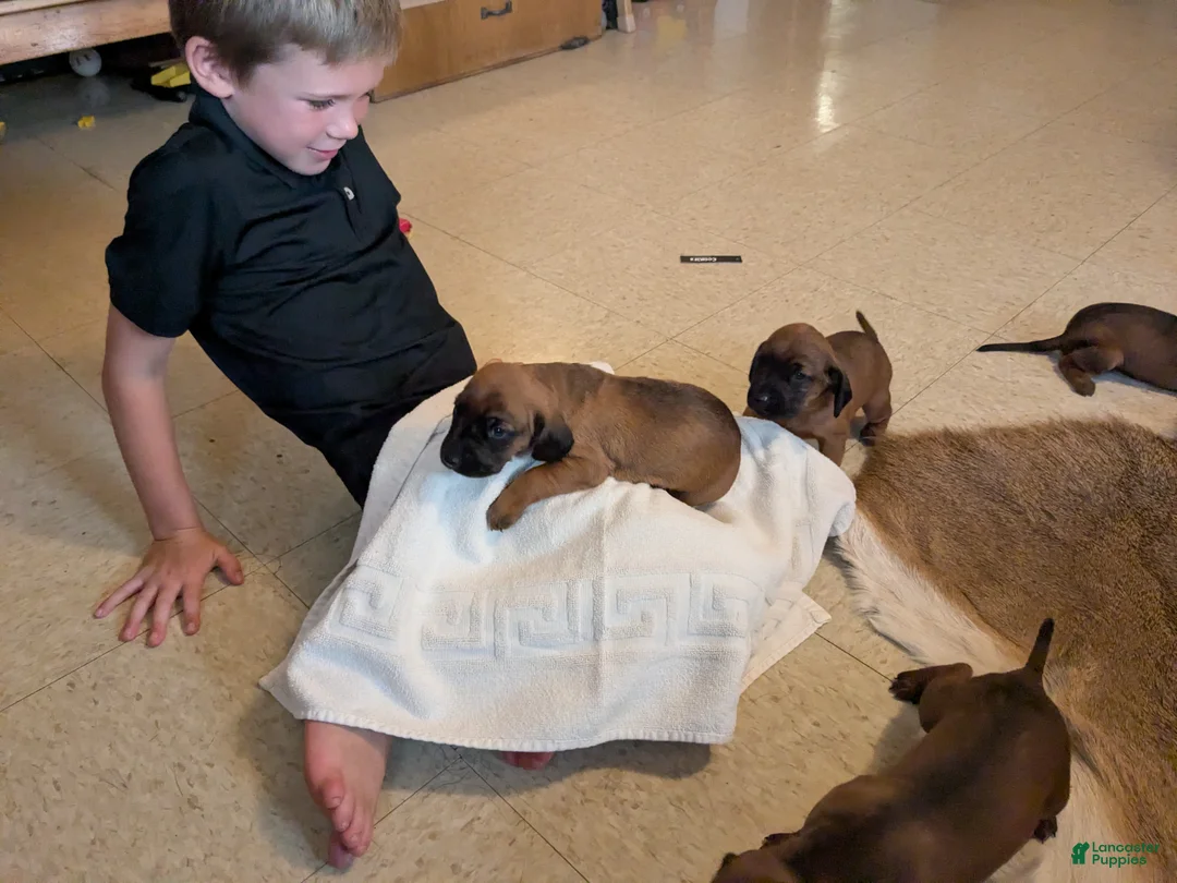 Other breed dogs for sale: Bavarian Mountain Hound - Ad 1