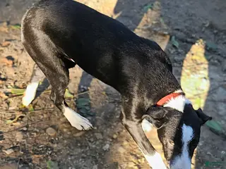 Border Collie dogs Fang - Ad 10