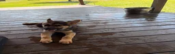 German Shepherd dogs for sale: Diesel - Ad 7
