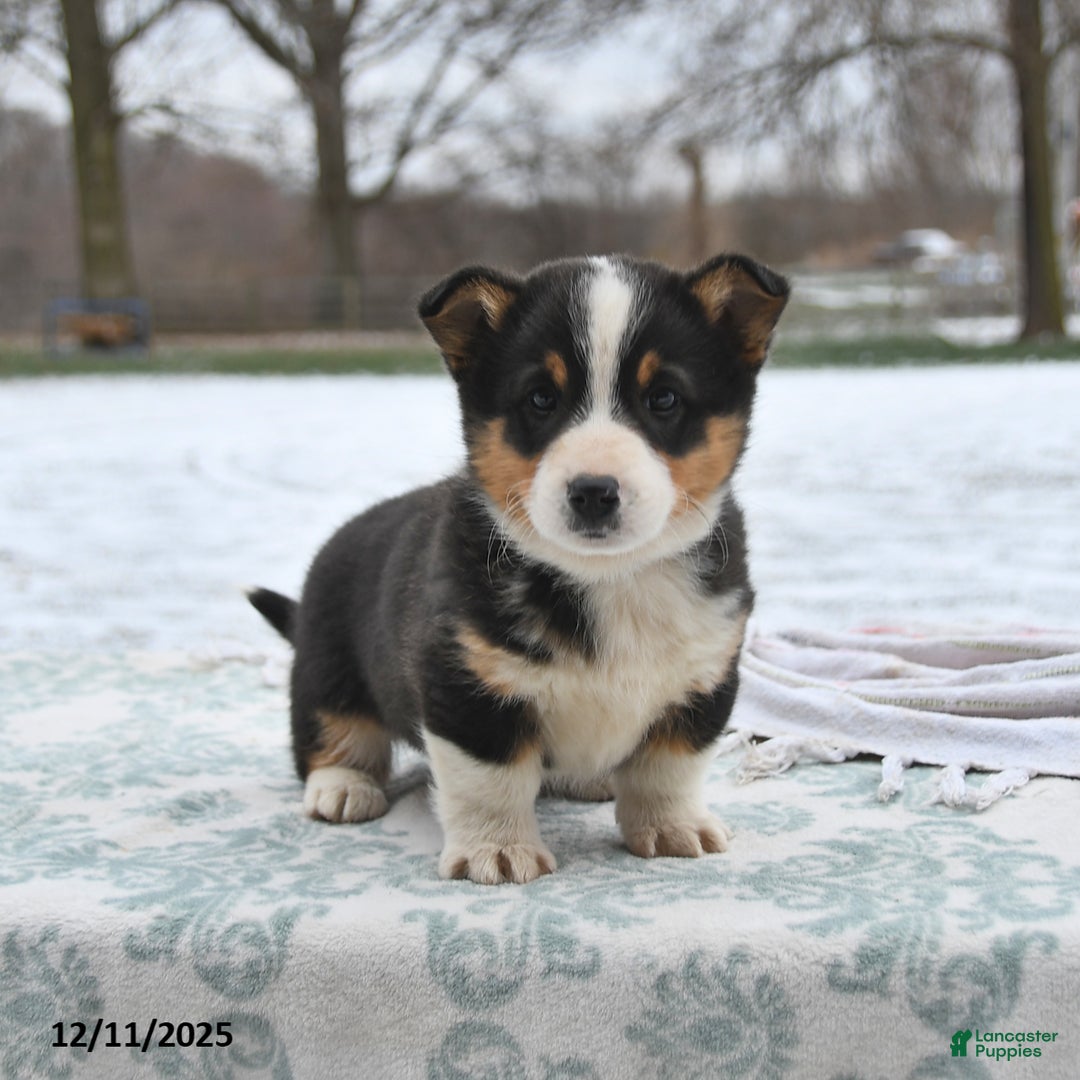 Welsh Corgi Pembroke dogs for sale: Cleo - Ad 3