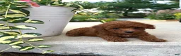 Bichpoo dogs for sale: Daisy  - Ad 2