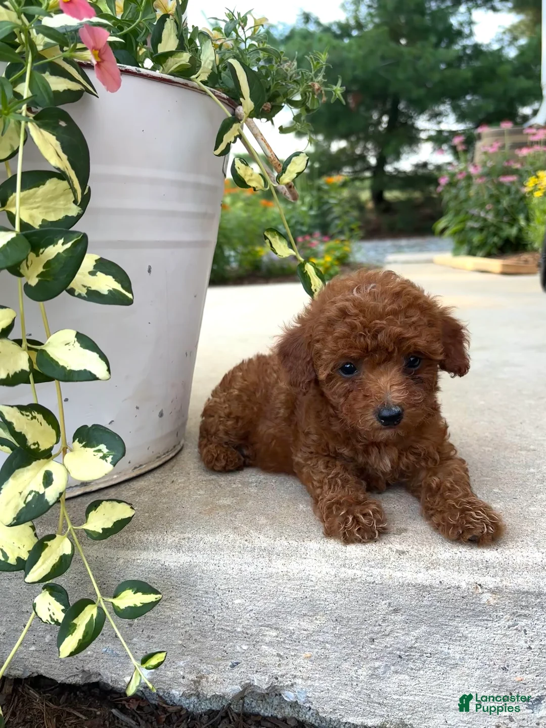 Bichpoo dogs for sale: Daisy  - Ad 2