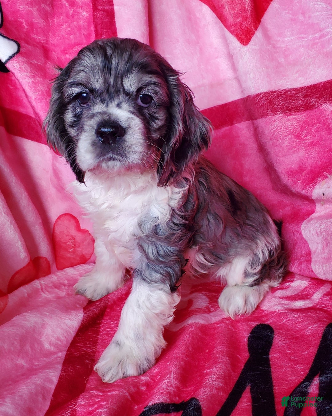 Cocker Spaniel dogs for sale: Nova - Ad 4