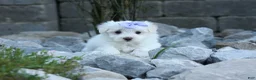 Maltese dogs for sale: PENNY - Ad 4