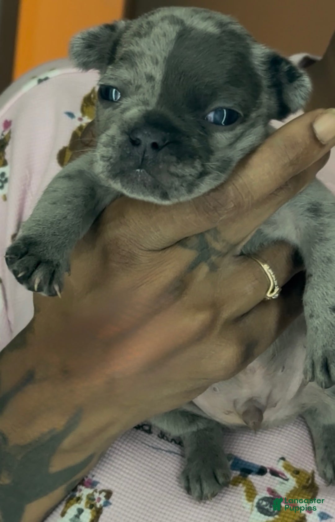 French Bulldog dogs for sale: French Bulldog Puppy 2 - Ad 3