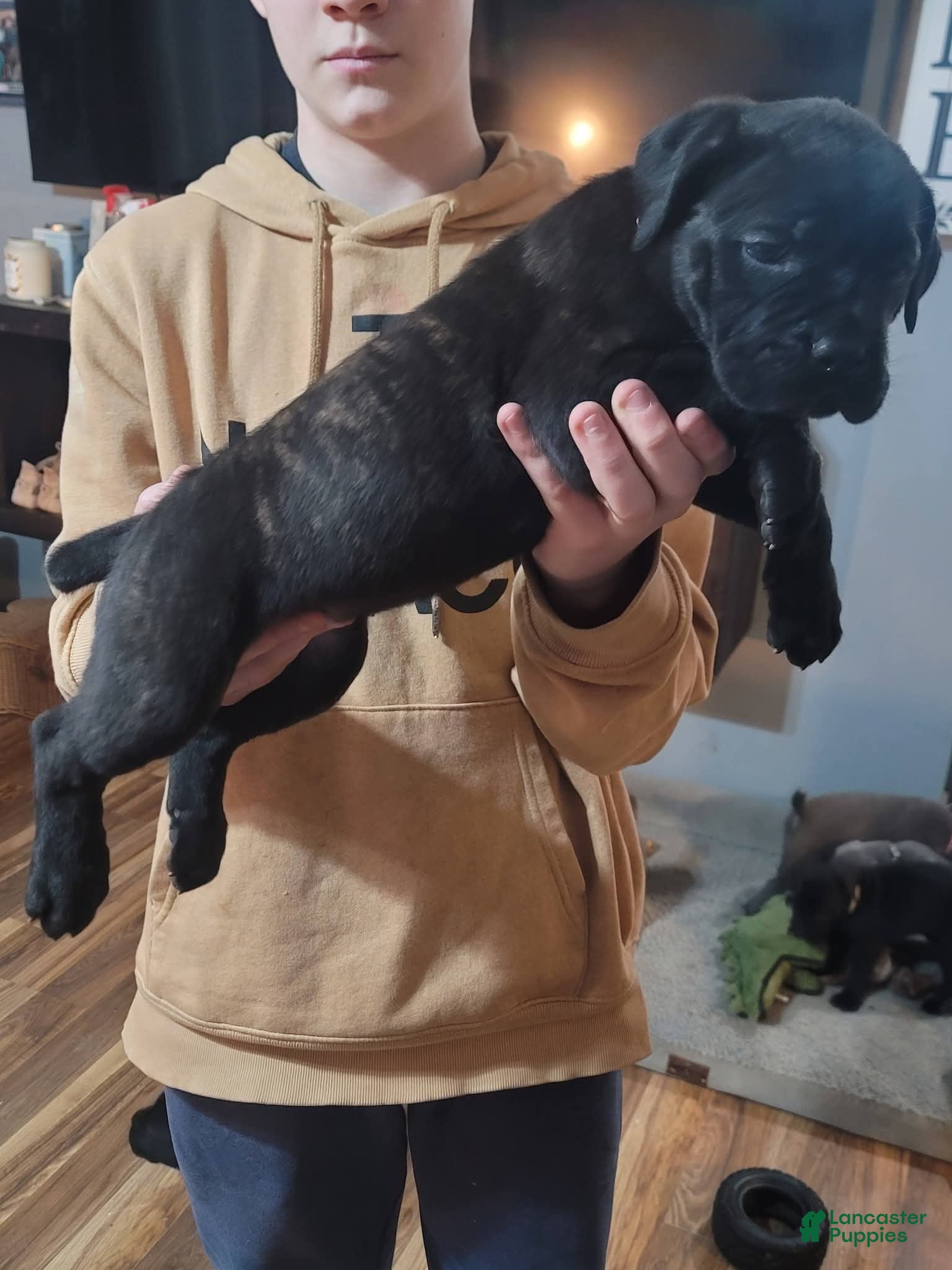 Cane Corso dogs Cane Corso Puppy 2 - Ad 20
