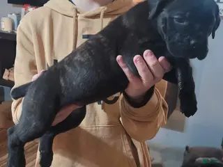 Cane Corso dogs Cane Corso Puppy 2 - Ad 21