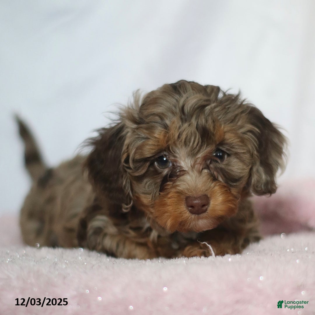 Doxiepoo dogs for sale: George - Ad 3