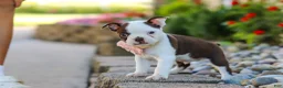 Boston Terrier dogs for sale: Sammy - Ad 9