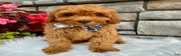 Cavapoo dogs for sale: Ashton - Ad 3