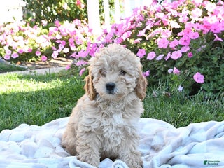 Miniature Labradoodle dogs - Ad 19