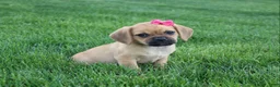 Puggle dogs for sale: Abby  - Ad 5