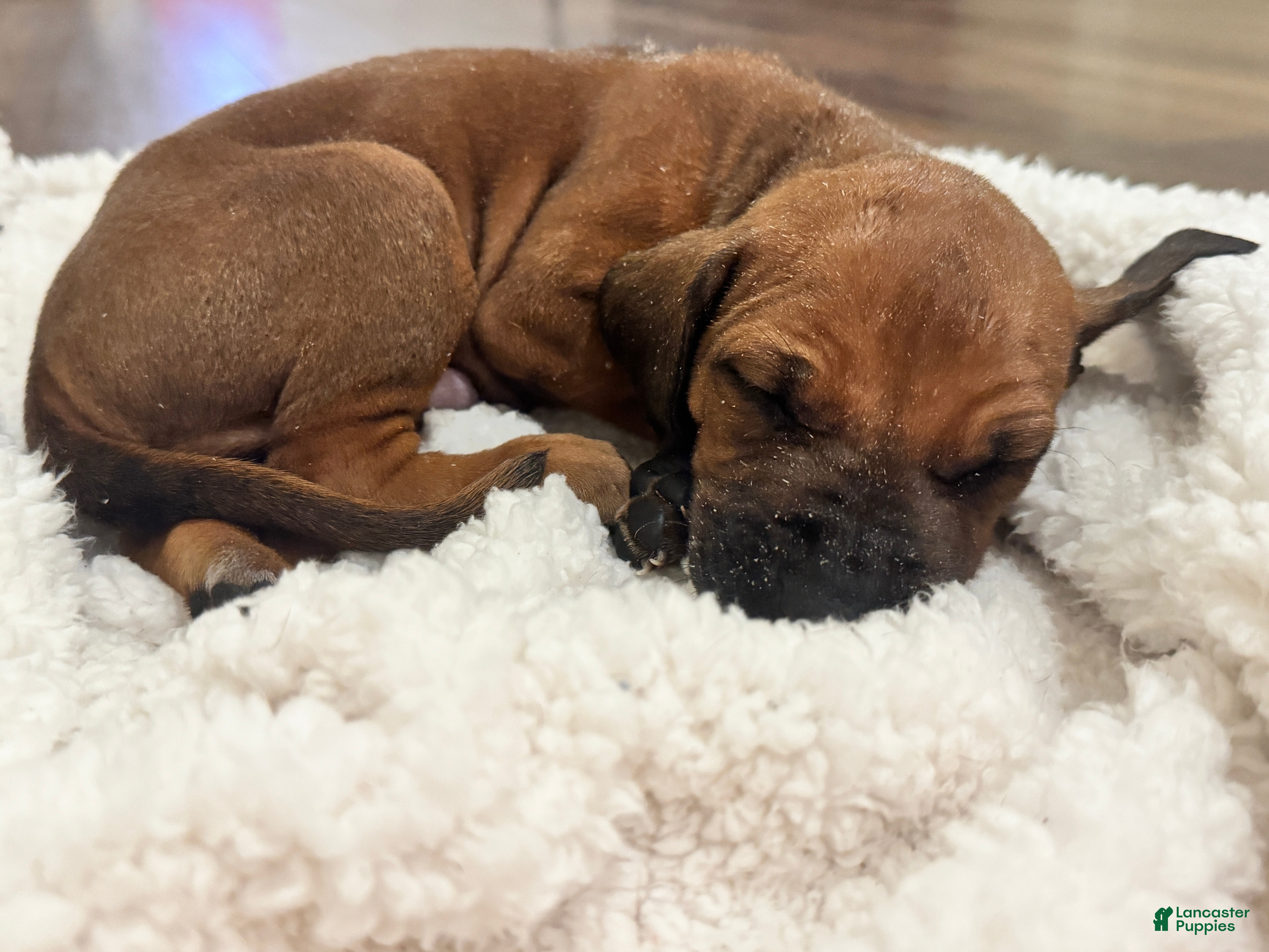 Rhodesian Ridgeback dogs Rhodesian Ridgeback Puppy 9 - Ad 7