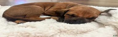 Rhodesian Ridgeback Puppy 9